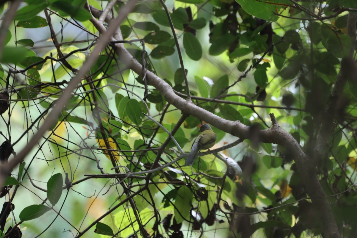 Gray-headed Bulbul - ML432238771