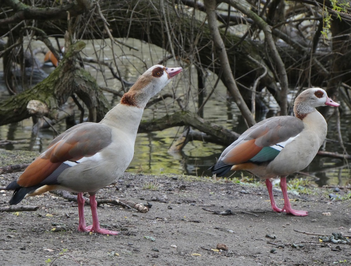 Egyptian Goose - Frederik Albrecht