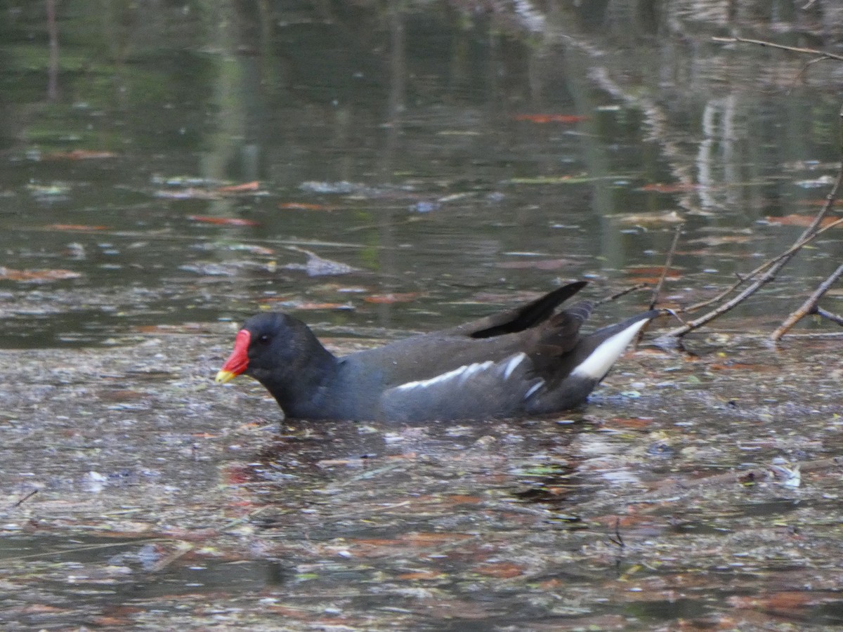 Eurasian Moorhen - ML432239061