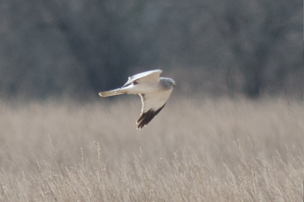 Northern Harrier - ML432239571