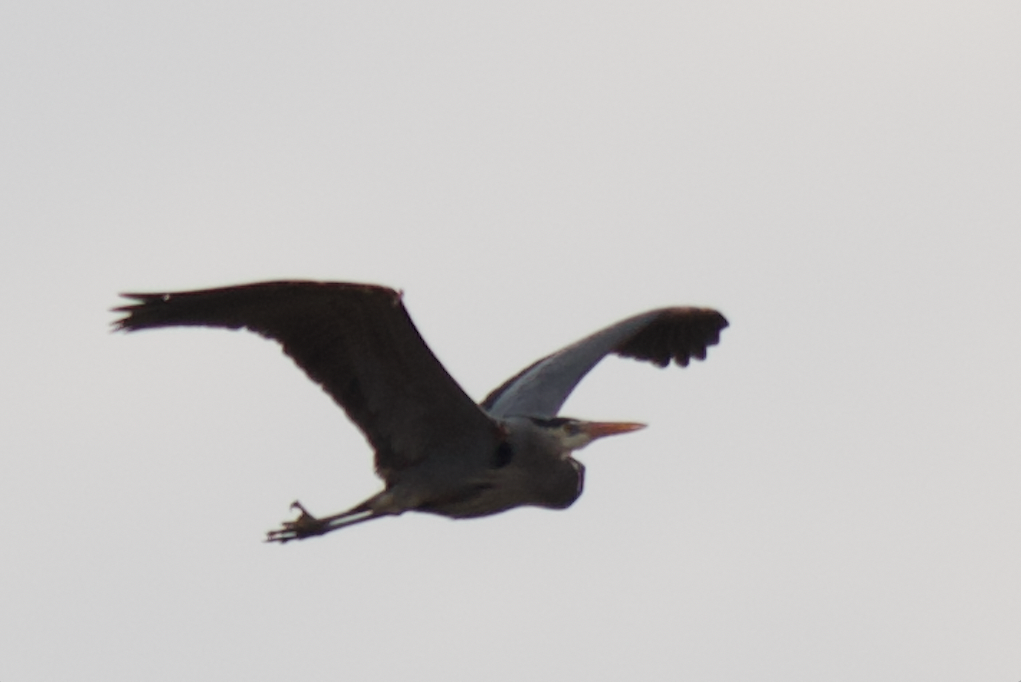 Great Blue Heron - ML432239771