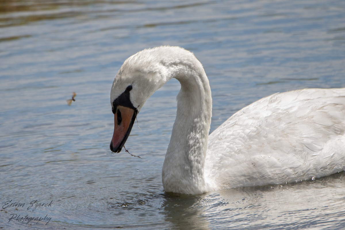 Mute Swan - ML432242181