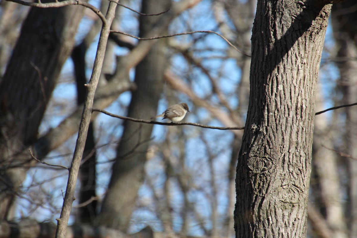 Eastern Phoebe - ML432242401