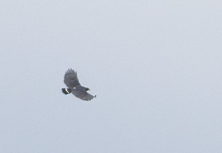 Barred Hawk - ML432243481