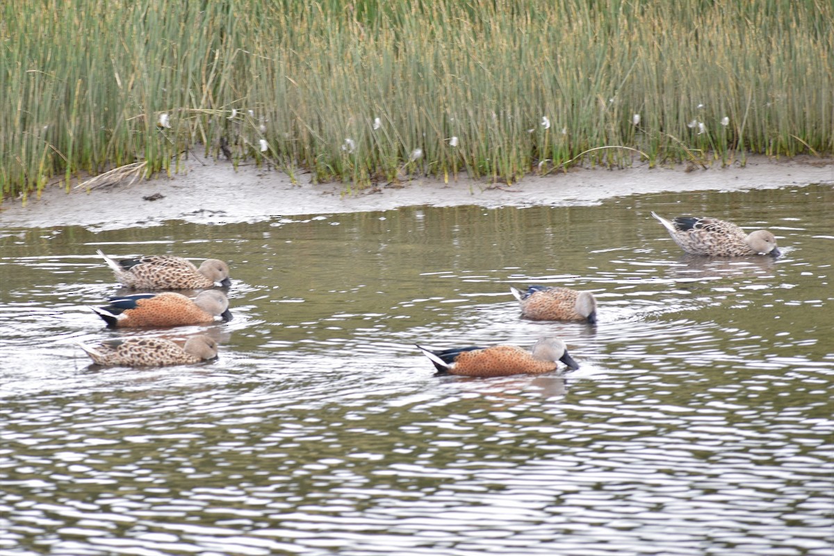 Red Shoveler - ML432244031