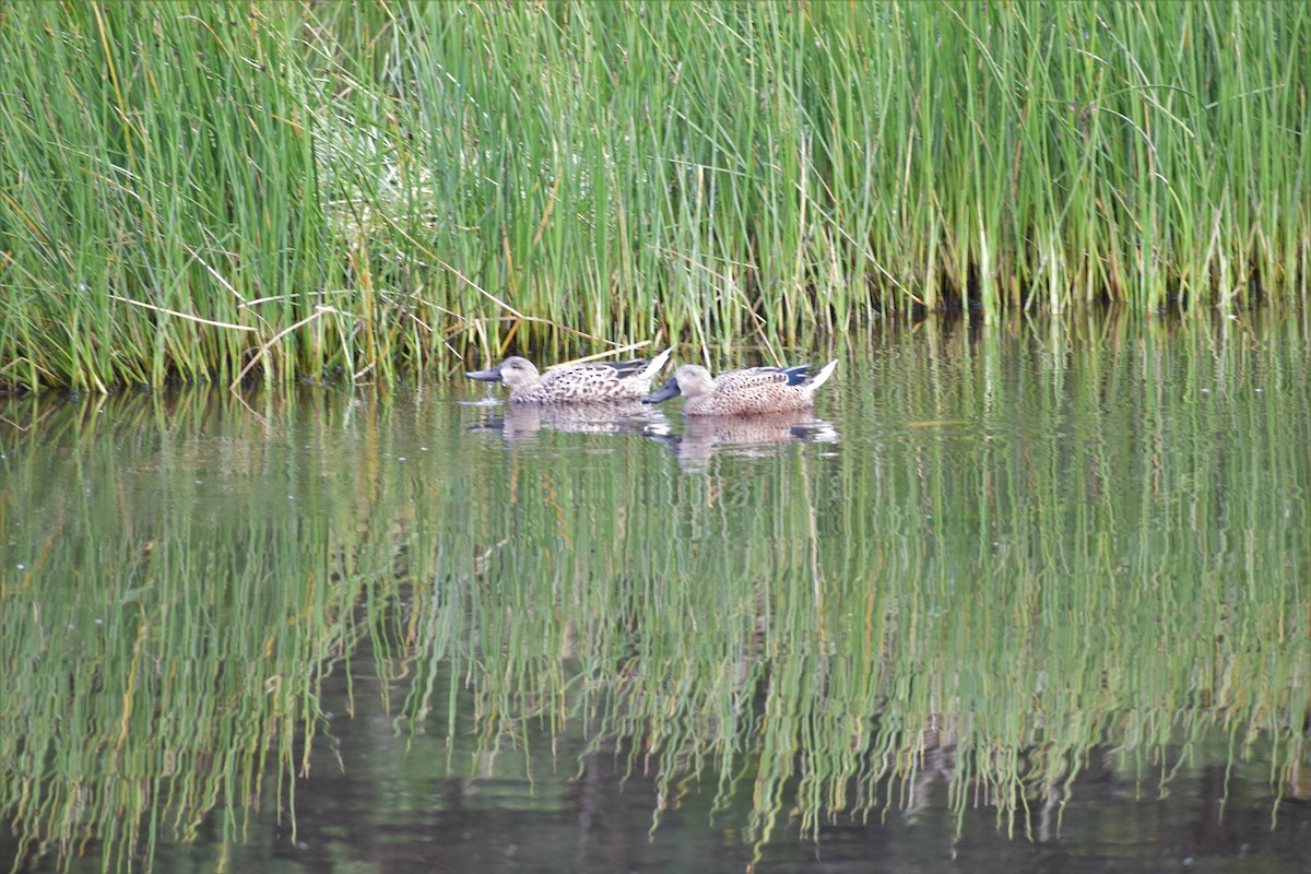 Red Shoveler - ML432244041