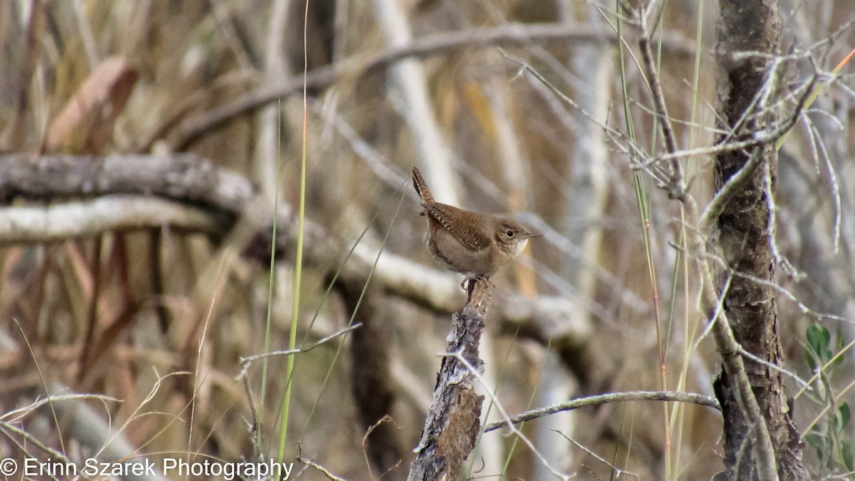 Marsh Wren - ML432244391