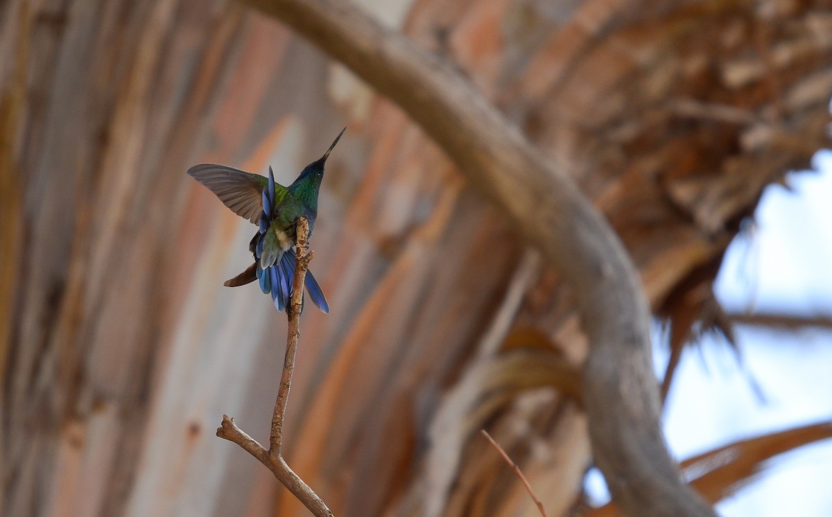 Sparkling Violetear - ML432245191