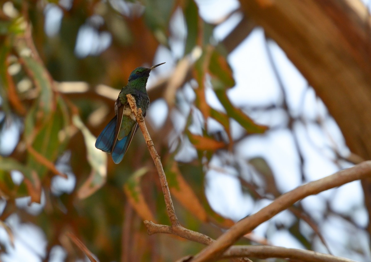 Sparkling Violetear - ML432245201