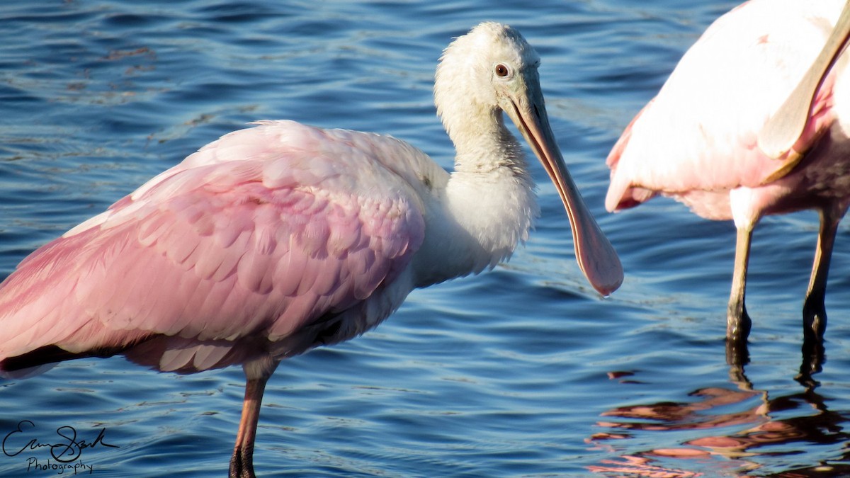Roseate Spoonbill - ML432245381