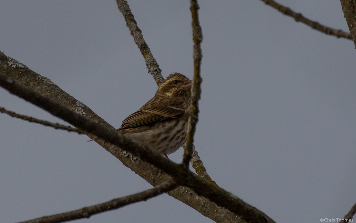 Purple Finch - ML43224541