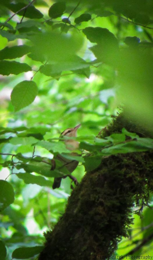Worm-eating Warbler - ML432246281
