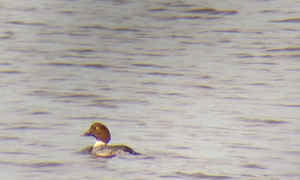 Common Goldeneye - ML432246691