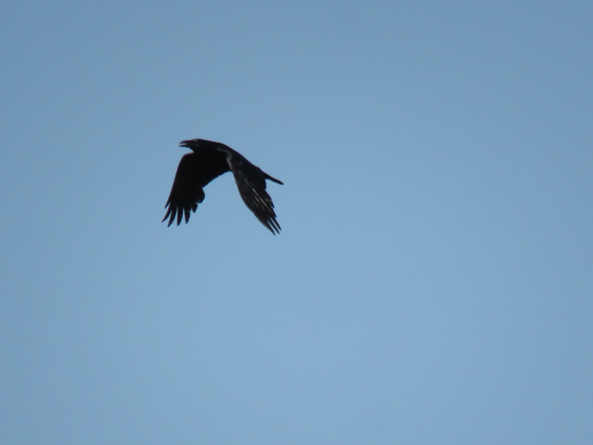 Common Raven - ML432247161