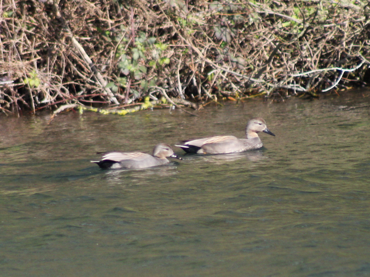 Gadwall - Arthur Six- -Mommeja