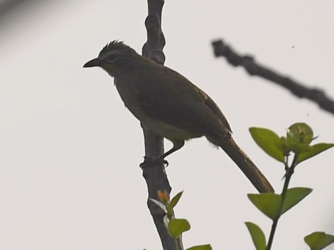 White-browed Bulbul - ML432247781