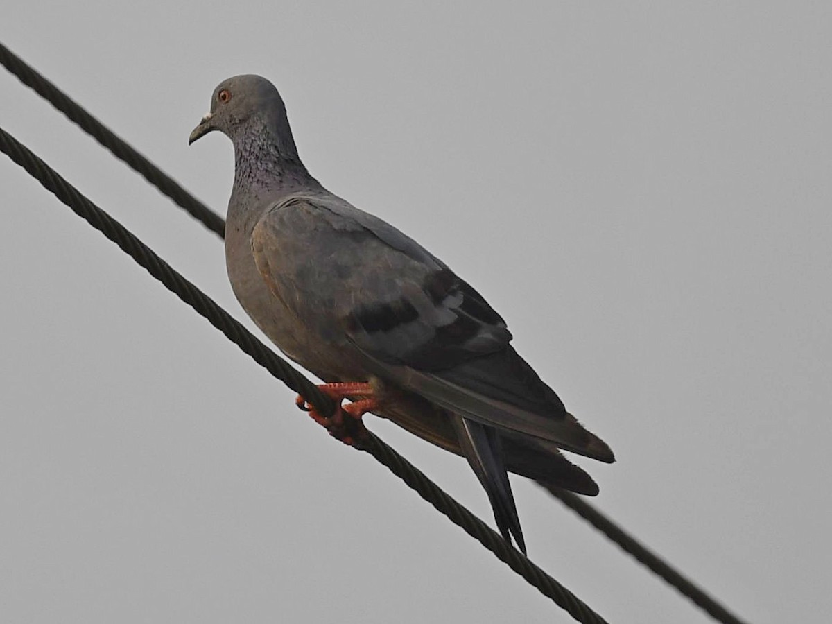 Rock Pigeon (Feral Pigeon) - ML432247831