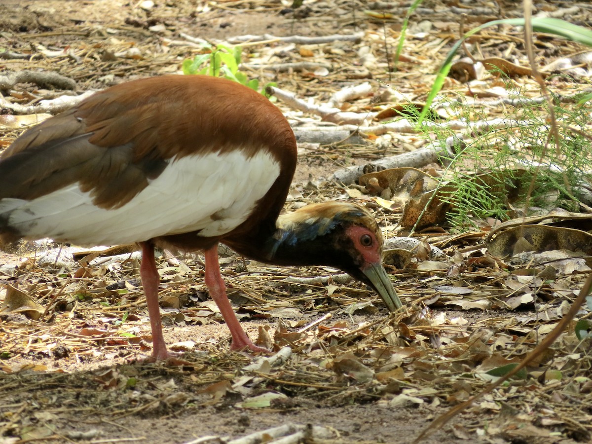 Madagascar Ibis - ML432249081