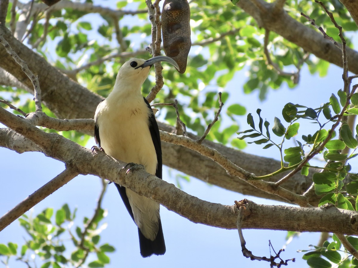 Sickle-billed Vanga - ML432249291