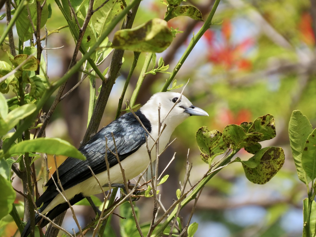 White-headed Vanga - ML432249411