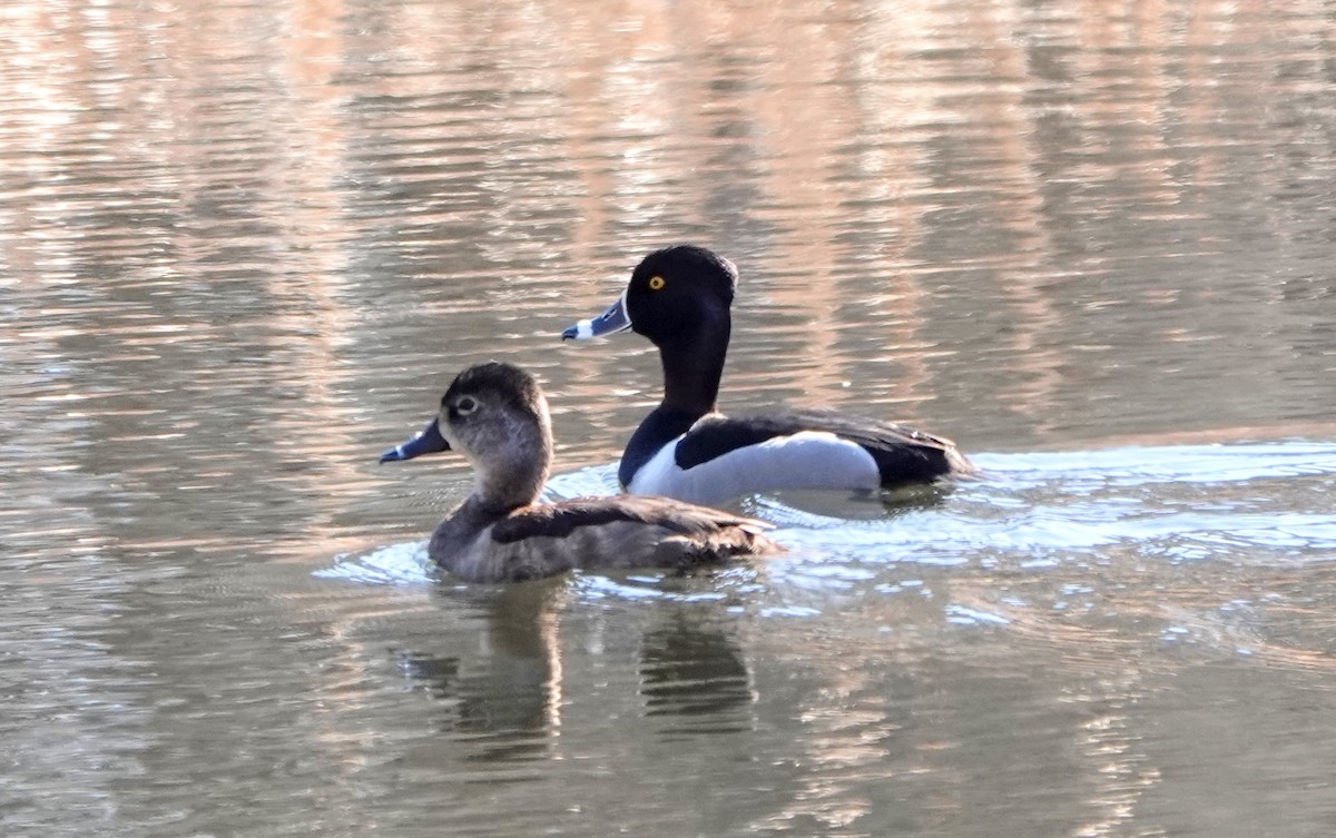 Ring-necked Duck - ML432250911