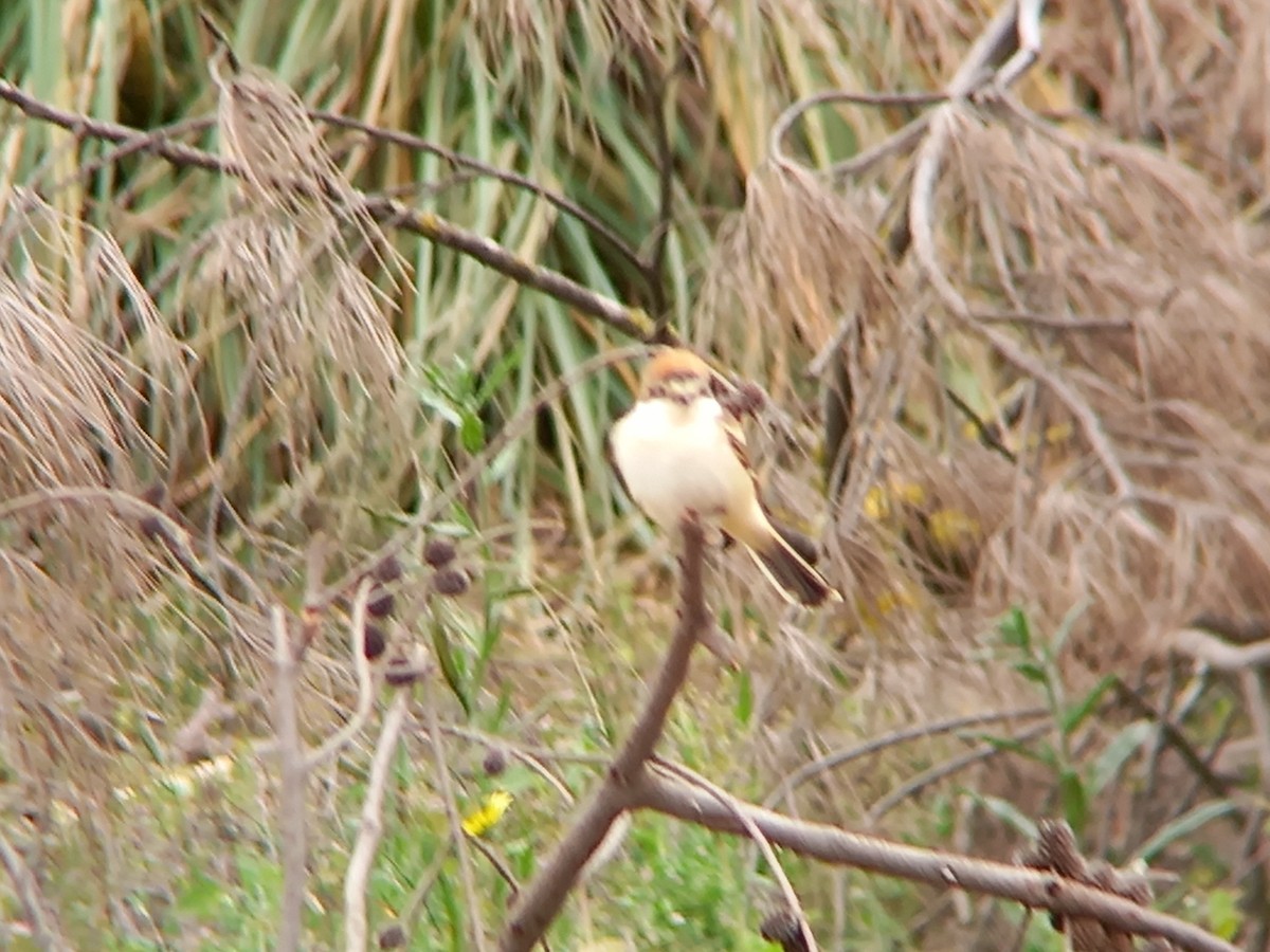 Woodchat Shrike - ML432252281