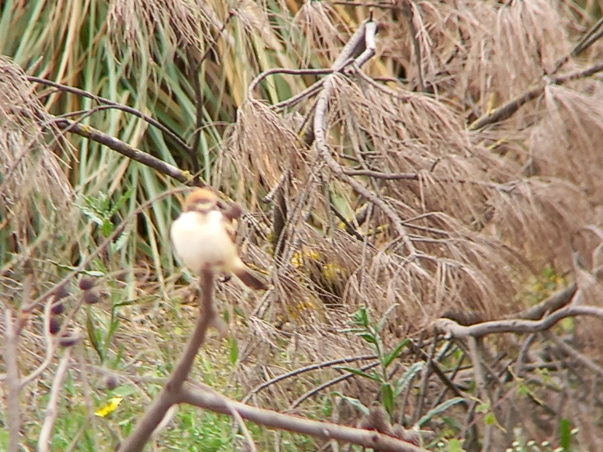 Woodchat Shrike - ML432252321