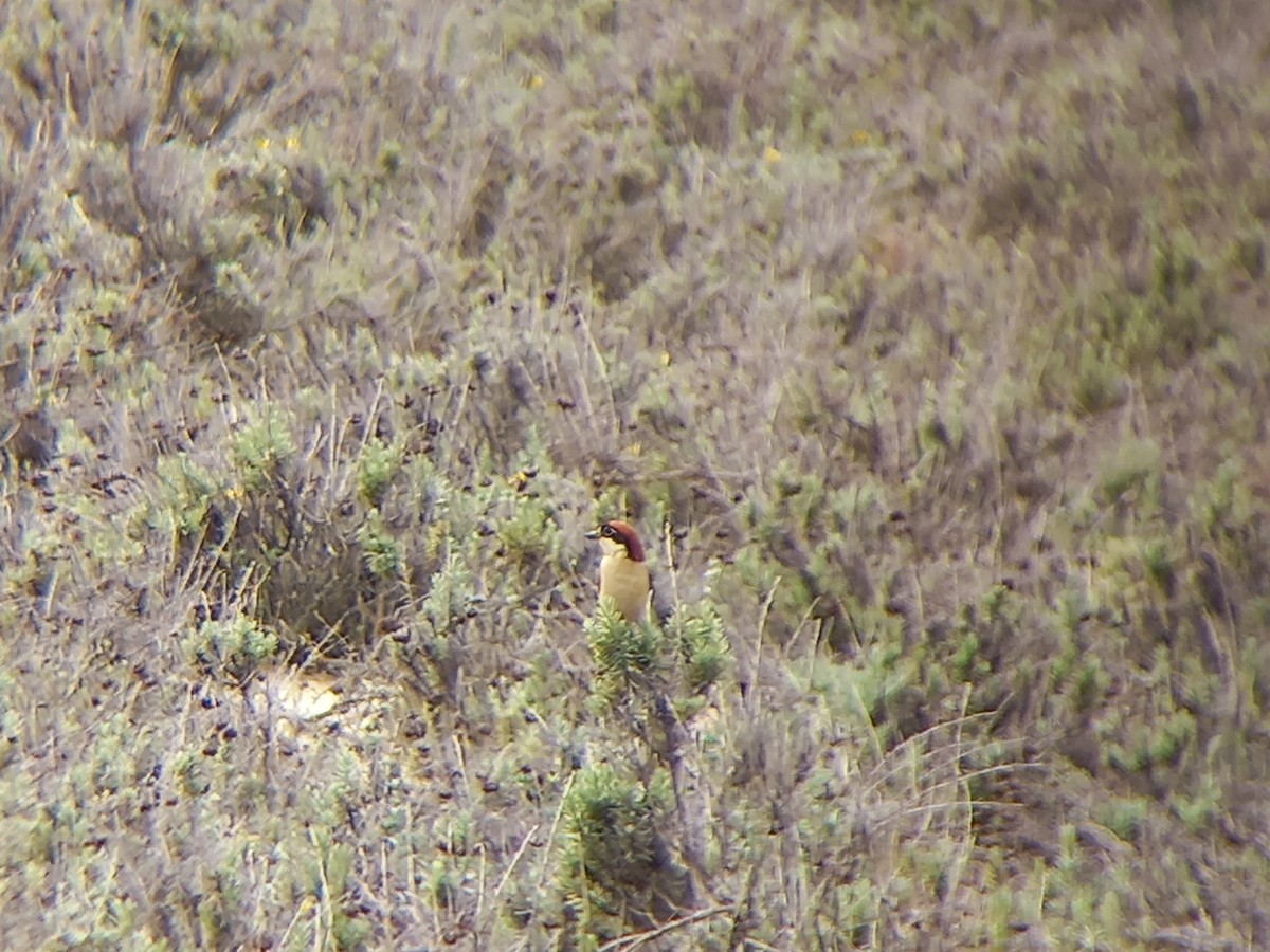 Woodchat Shrike - ML432252341
