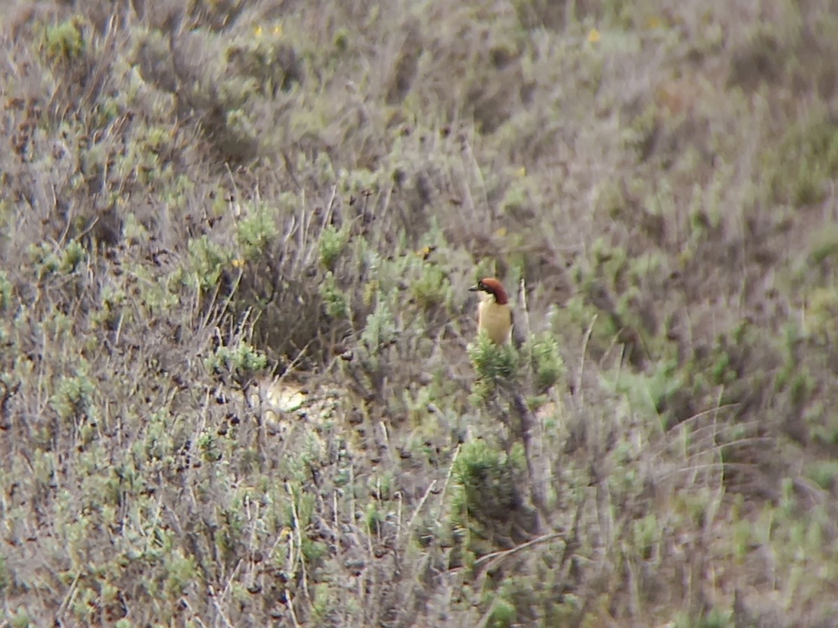 Woodchat Shrike - ML432252361