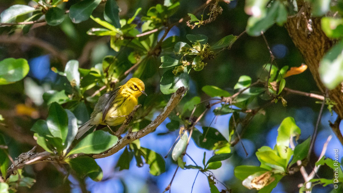 Prairie Warbler - ML432252391
