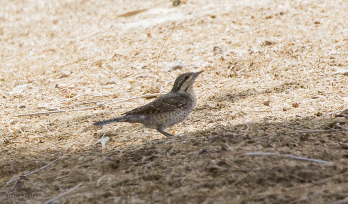 Eurasian Wryneck - ML432253241