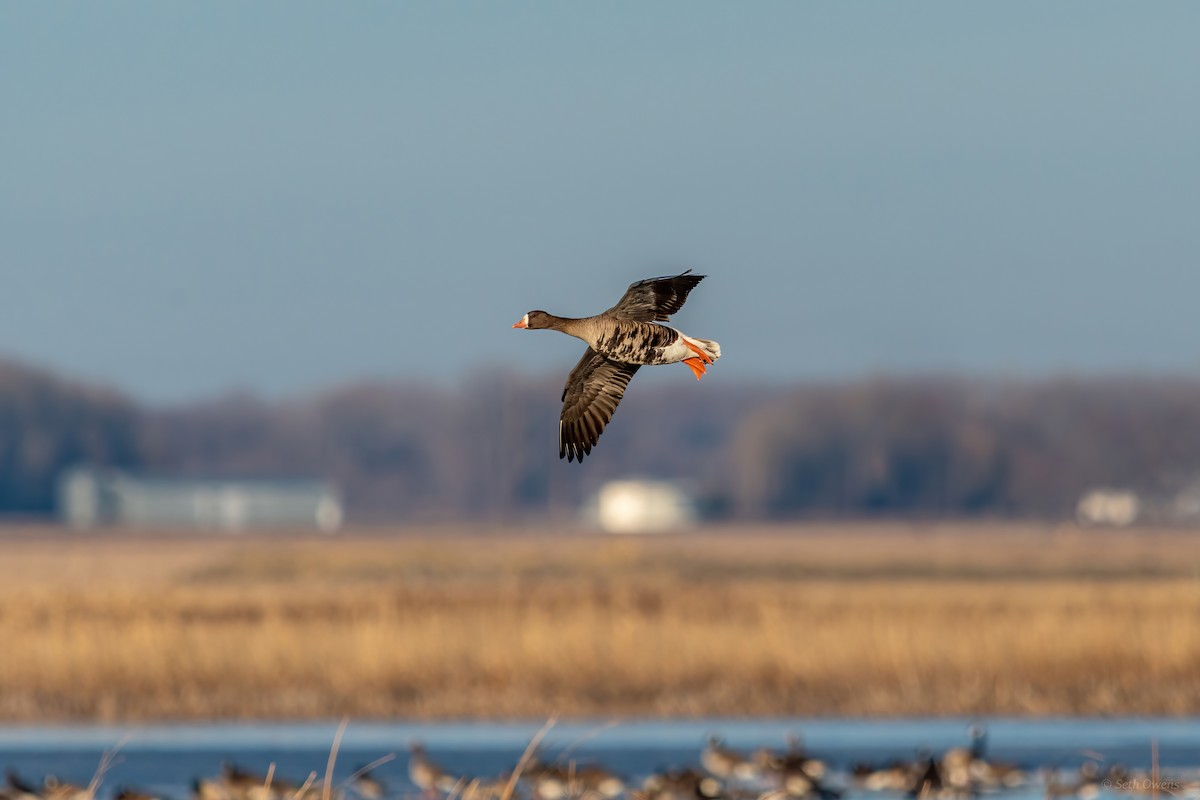 Greater White-fronted Goose - ML432253521