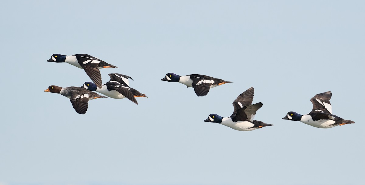 Barrow's Goldeneye - Patrice St-Pierre