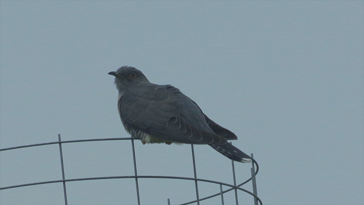 Common Cuckoo - ML432254161