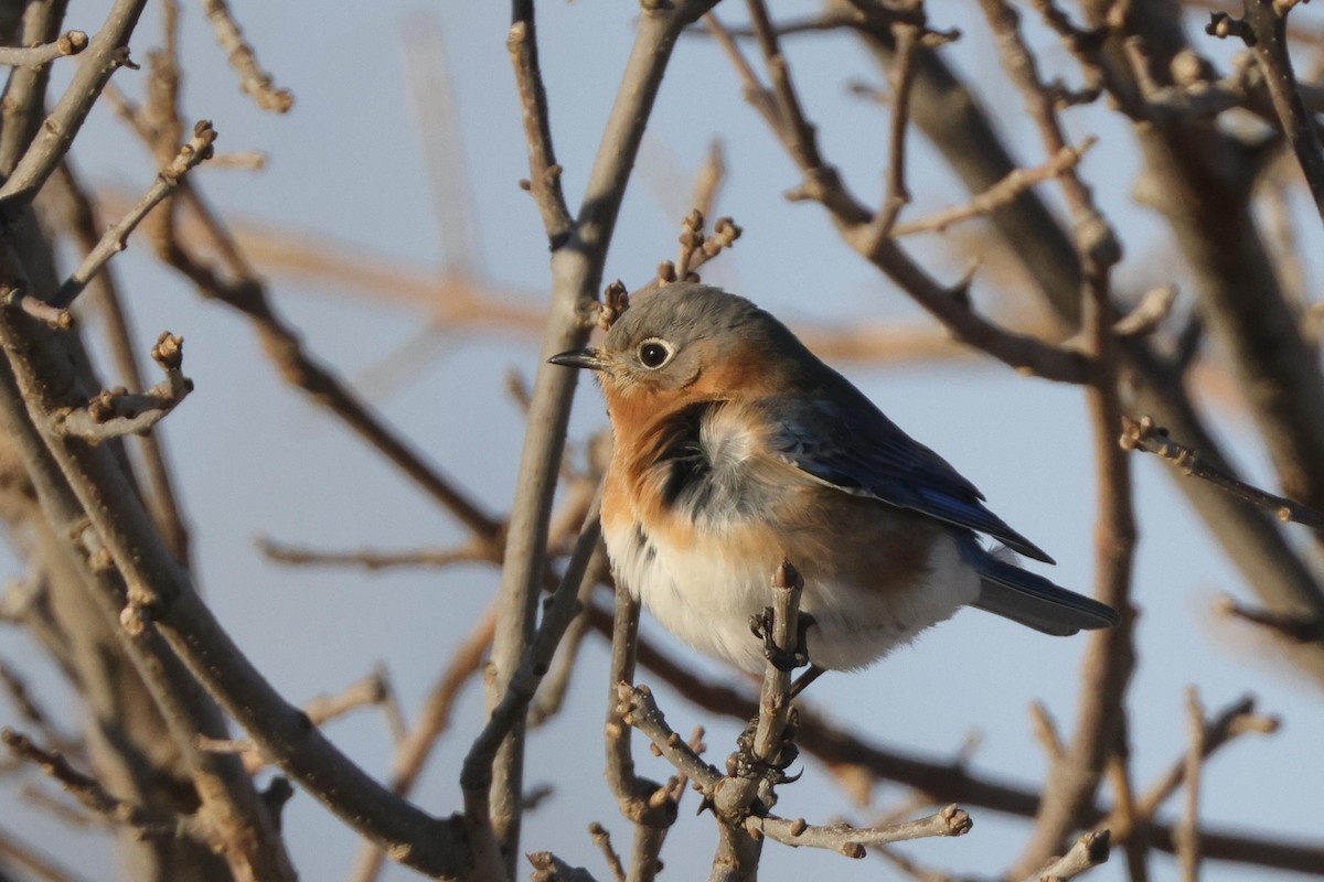 Eastern Bluebird - ML432254361