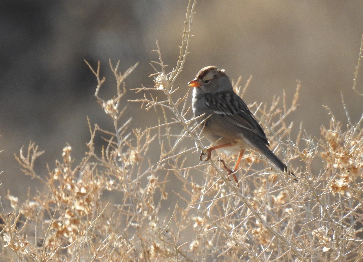 White-crowned Sparrow - ML432254391