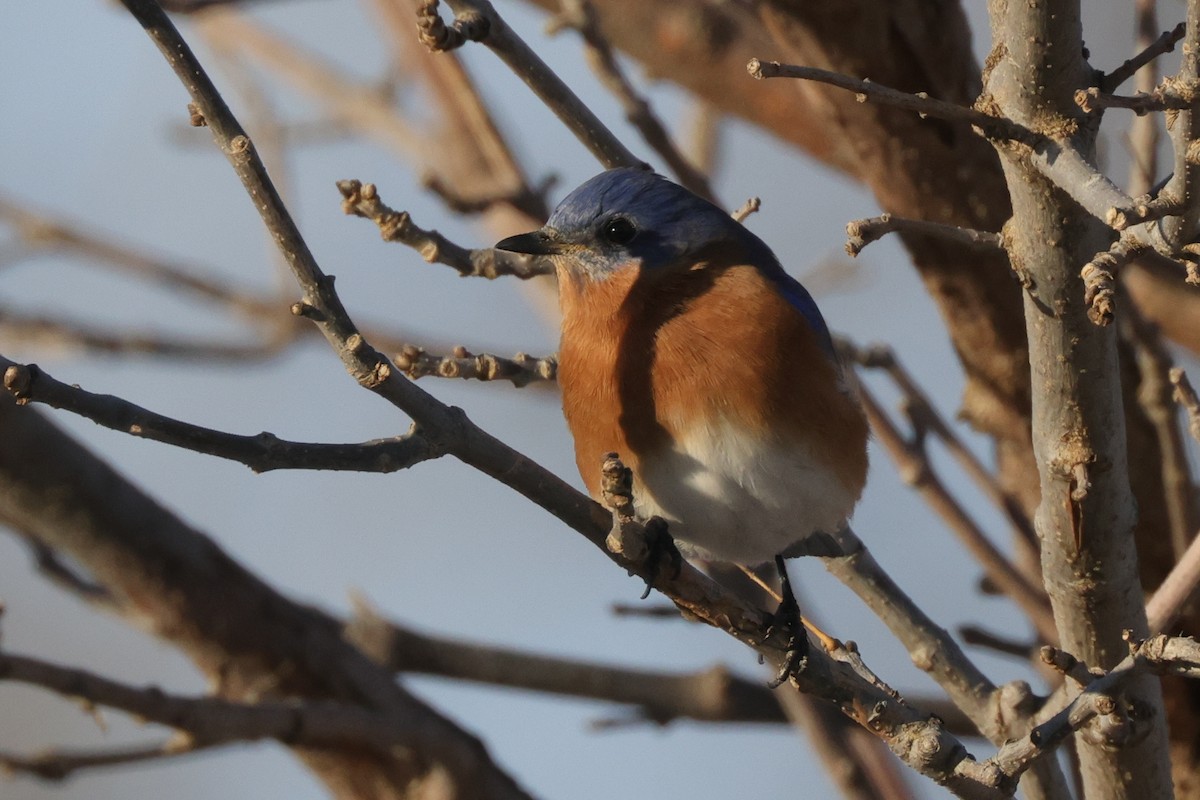 Eastern Bluebird - ML432254401