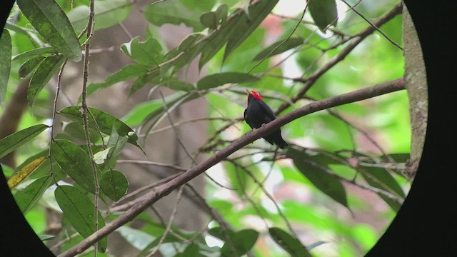 Kırmızı Takkeli Manakin - ML432256261