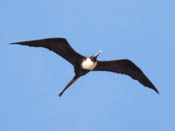 Magnificent Frigatebird - ML432256311