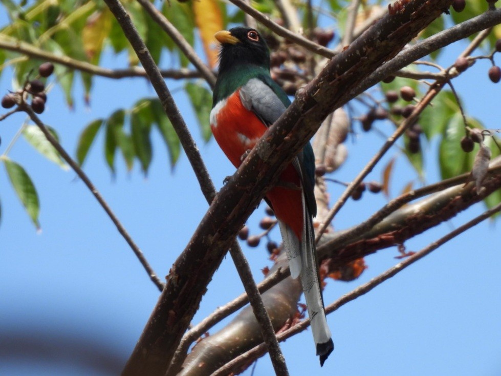 Elegant Trogon - ML432256431