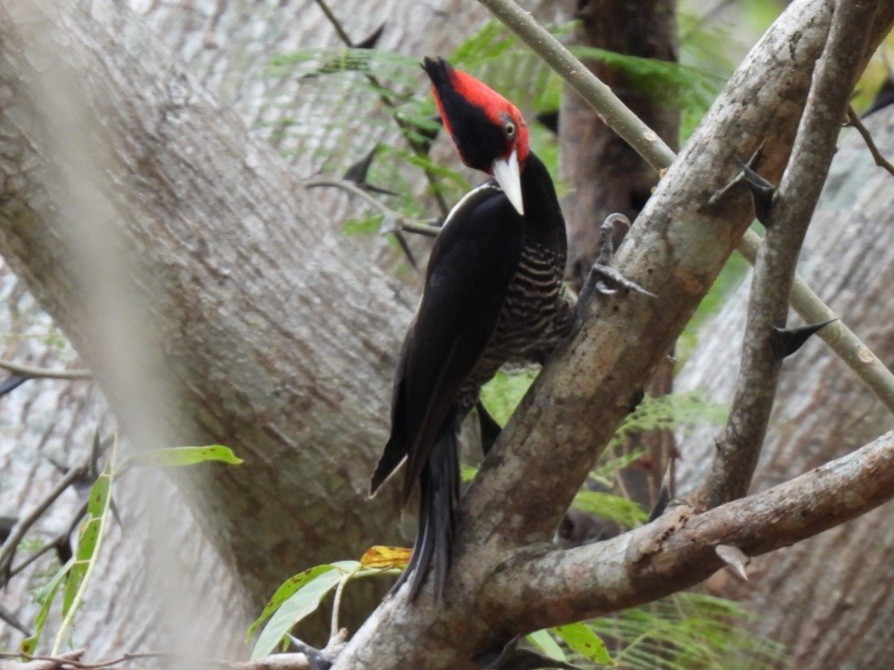 Lineated Woodpecker - ML432256641