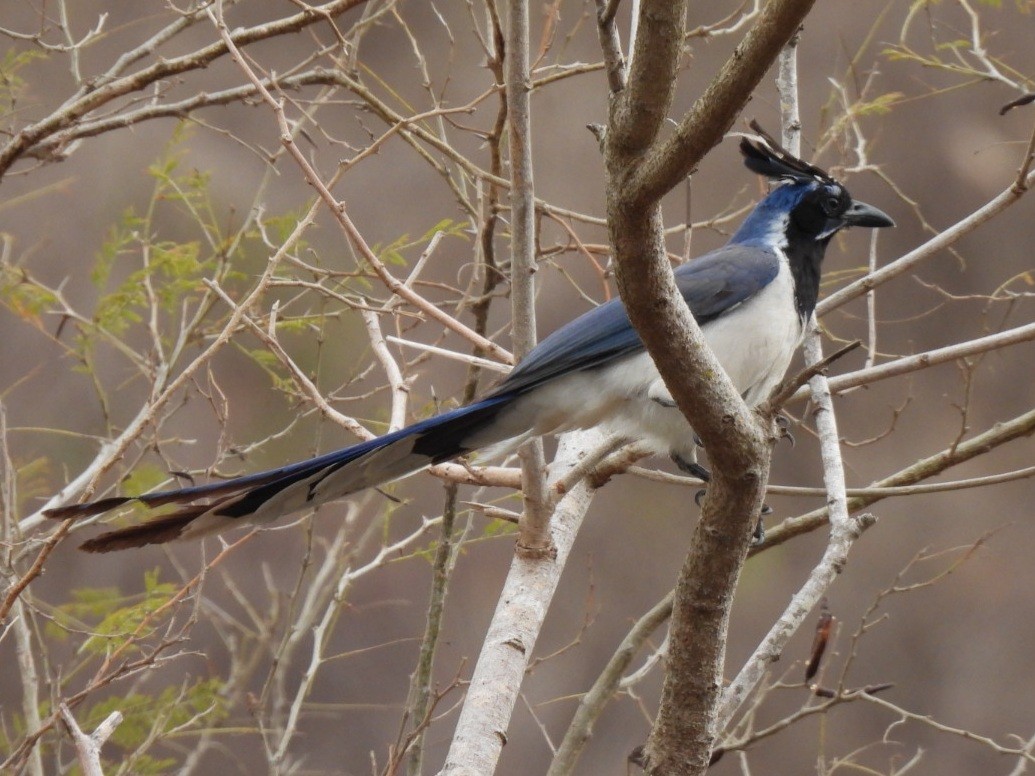 Black-throated Magpie-Jay - ML432256841