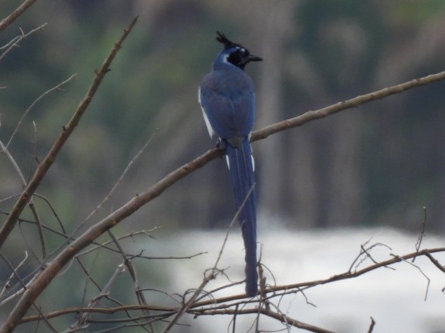 Black-throated Magpie-Jay - ML432257031