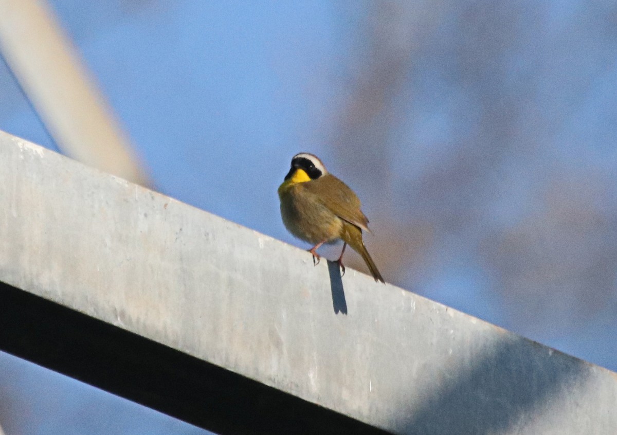 Common Yellowthroat - ML432257351
