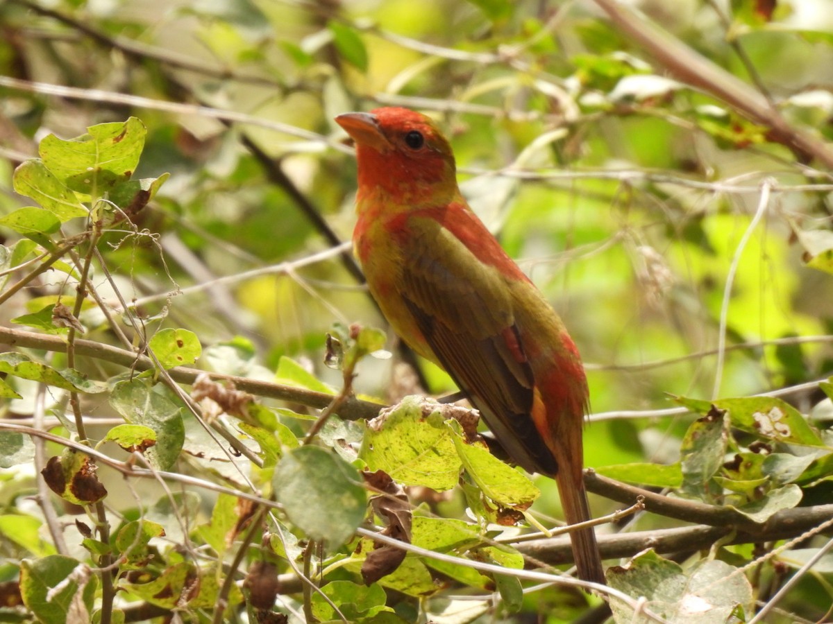 Summer Tanager - ML432257371