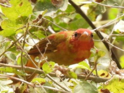 Summer Tanager - ML432257481