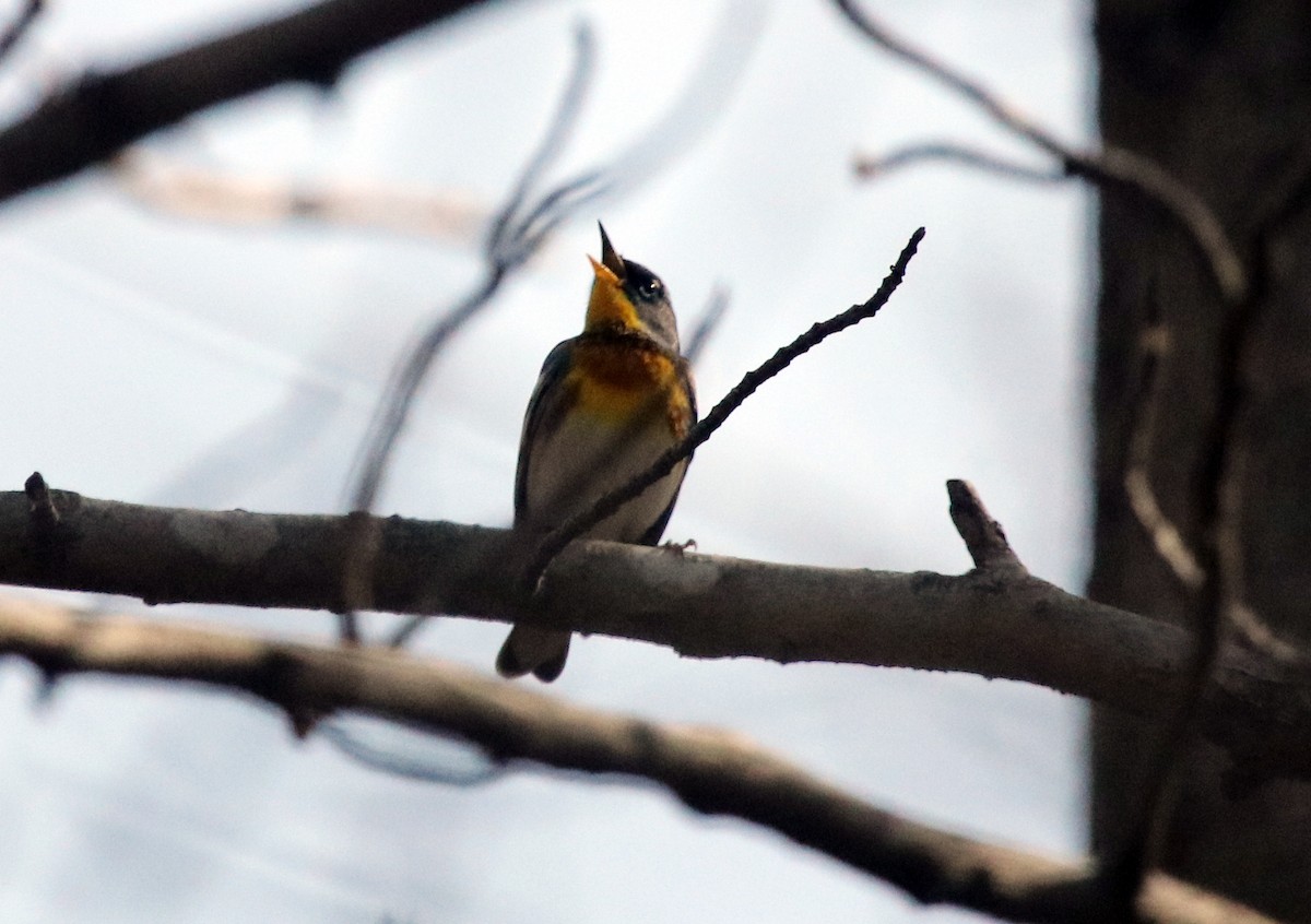 Northern Parula - ML432257521