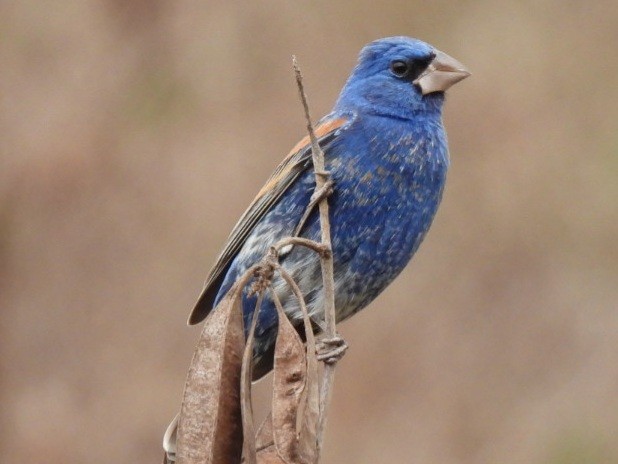 Blue Grosbeak - ML432257581