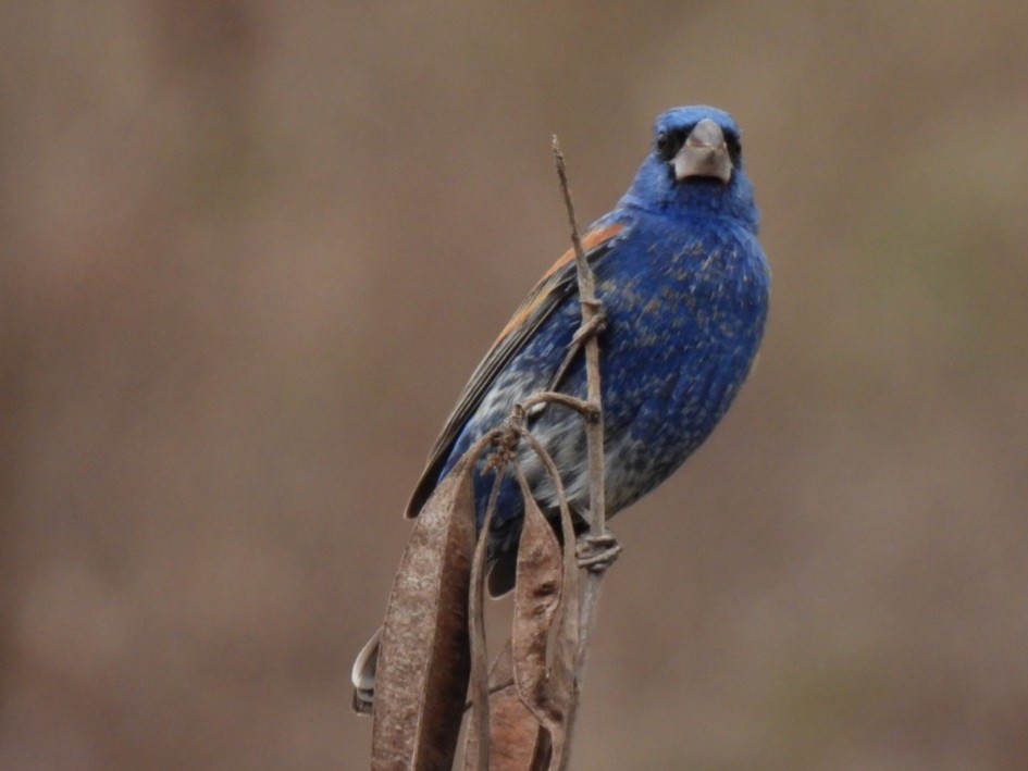 Blue Grosbeak - ML432257801