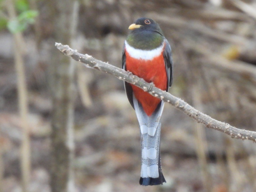 Elegant Trogon - ML432258051